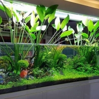 Trang bá»‹ cho bá»ƒ cá cá»§a báº¡n vá»›i cây thá»§y sinh tÆ°Æ¡i tá»‘t và phá»¥ kiá»‡n cháº¥t lÆ°á»£ng tá»« Chá»£ Thá»§y Sinh.