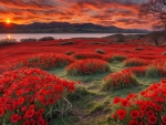 Red poppies at sunset