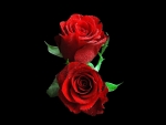 Red roses
