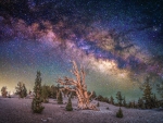 Milky Way over Bristlecone Pine Forest