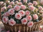 Bouquet of pink Roses