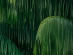 Palm leaves
