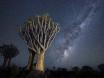 Quiver Tree Forest, Namibia