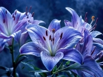Blue lilies