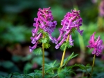 Corydalis