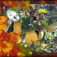 Autumn fruit