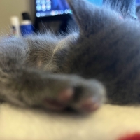 Kitten sleeping as I work