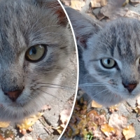 Collage of cute kitten
