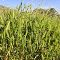 Wild barley grass