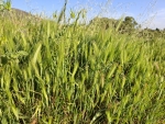 Wild barley grass