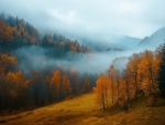 Fall foliage with morning fog