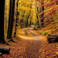 Autumn forest