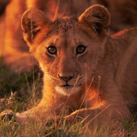 Aplikasi Kalender Prediksi Toto Togel Tebak Angka Hoki Pasaran Hongkong Bet 10 Perak