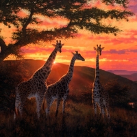 Pusat Judi Bola Online Taruhan Sepak Bola Liga Terlengkap Di Dunia