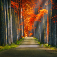 Autumn alley in the park