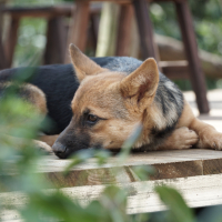 A dog sleeping in sunsight