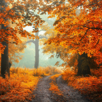 The colors of autumn