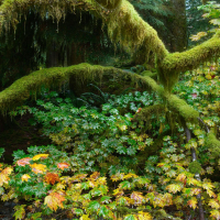 North Shore forest, BBritish Columbia