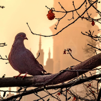 Pigeon in Krakow, Poland