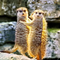 Meerkats