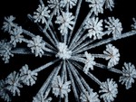 Frozen Flower Head