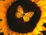 butterfly on sunflower