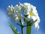 Hawaiian Flowers