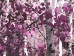 Purple Tree