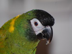 Yellow Collar Macaw