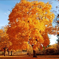 autumn tree