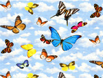 BUTTERFLIES  REALLY