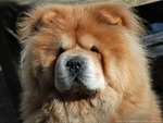 Chow Chow