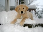 Snow Pup