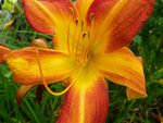 Orange Lilly
