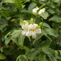 Jasmine Flowers