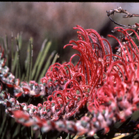 Grevillea Flowers