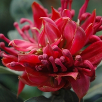 Vibrant Waratah Flower