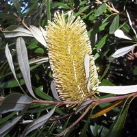 Banksia Flower