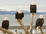 Bald-eagle, Alaska