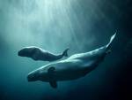Beluga Whale & Her Calf