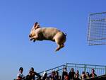 When pigs fly
