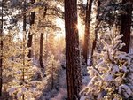 Winter forest 