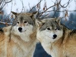 wolves