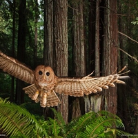 spotted owl