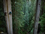 climing the redwood trees