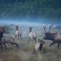 elks in a clearing