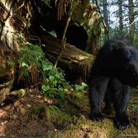 black bear in the wood