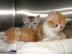 3 Little Kittens