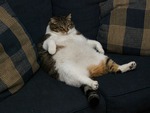 Couch Potato