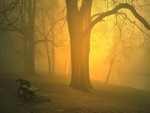 Yellow Fog Morning
